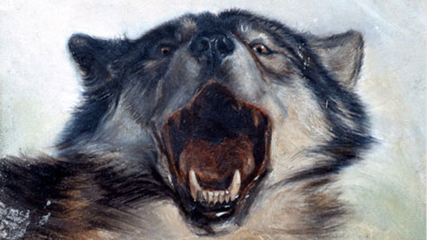 wolf portrati
