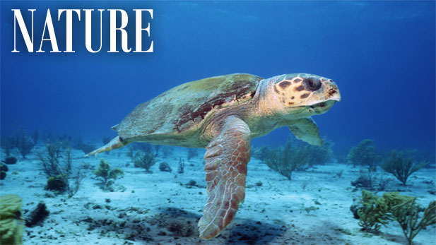 Nature: Voyage of the Lonely Turtle