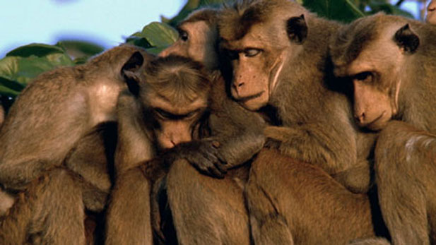 toque macaques