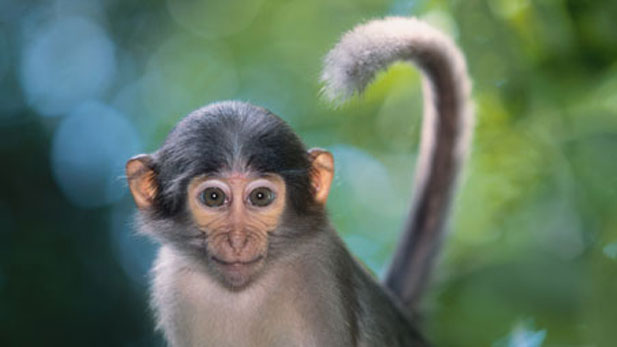 Tai, a sooty mangabey in the African rainforest