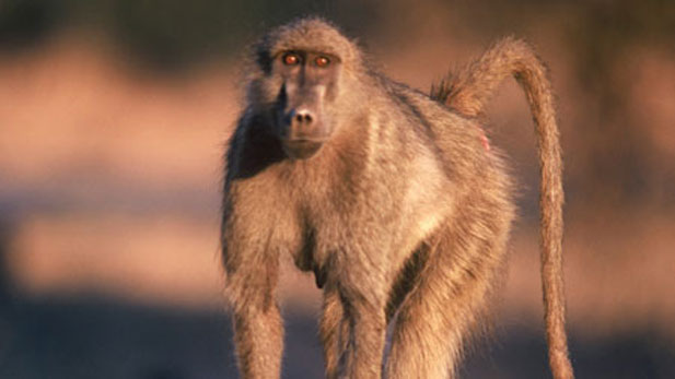 a female chacma baboon goes about business in Zimbabwe's Mana Pools National Park