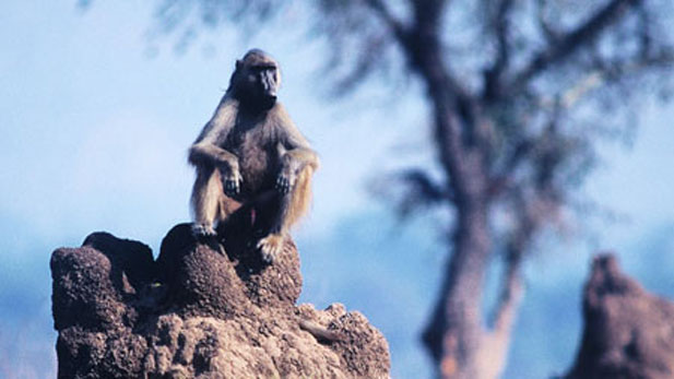 A chacma baboon perches atop a mound built by termites in Zimbabwe's Mana Pools National Park.