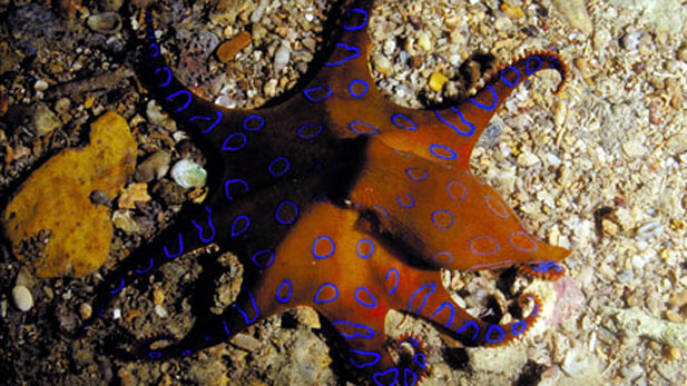 Blue ringed octopus