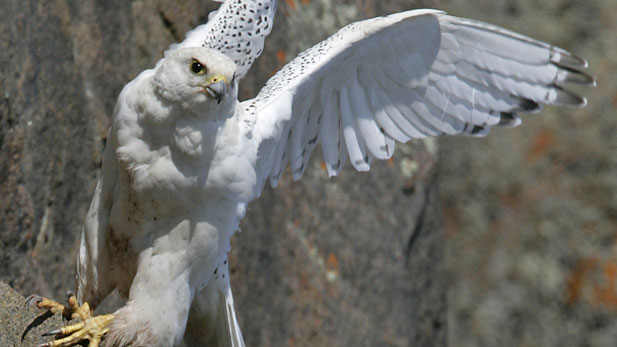 Nature White Falcon White Wolf