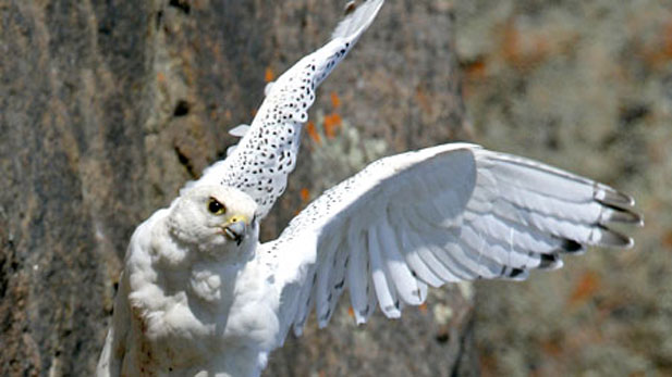 white gyrfalcon