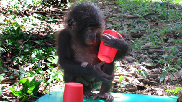 Nova Ape Genius Baby Bonobo
