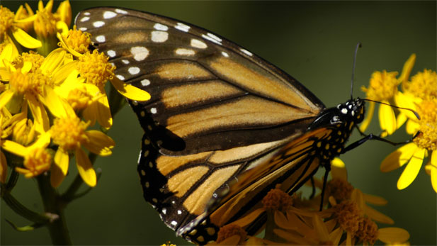 NOVA The Incredible Journey of the Butterflies 