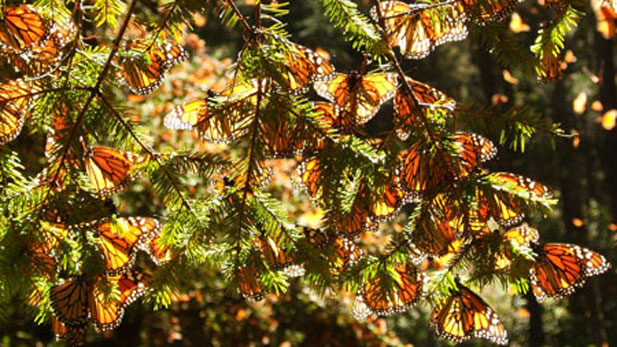 Monarchs clustered in a tree