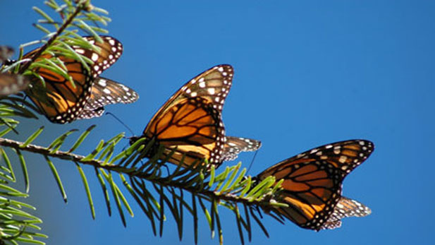 Monarch butterflies resting