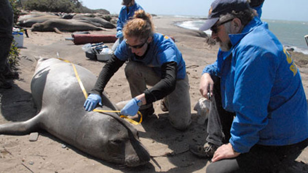 Elephant seal measured