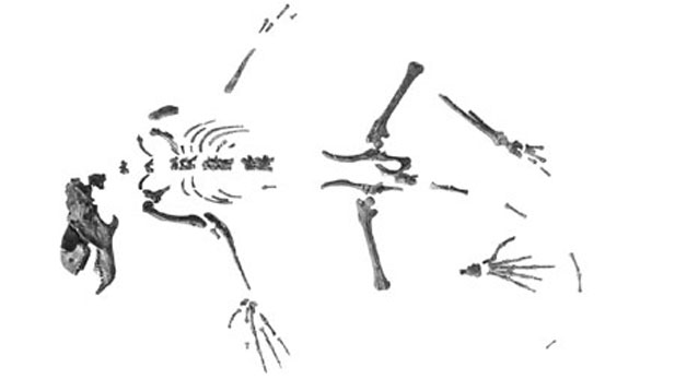 Skeleton of Carpolestes simpsoni, an early primate