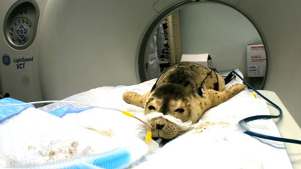 A harbor seal pup, named Xilia