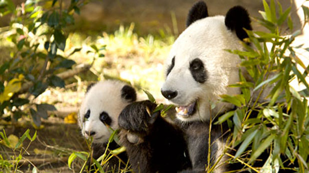 giant panda cub Zhen Zhen, pictured here with her mother, Bai Yun