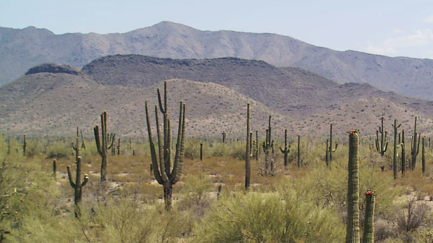 Saguaros flourish in the Sonoran Desert