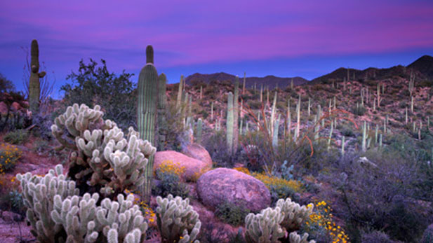Arizona Spotlight rich and colorful
