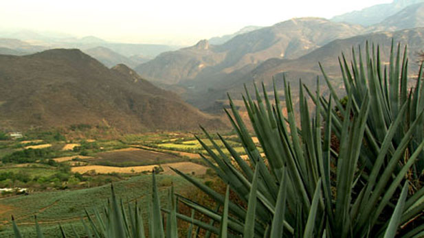The valley of Tequila, Jalisco